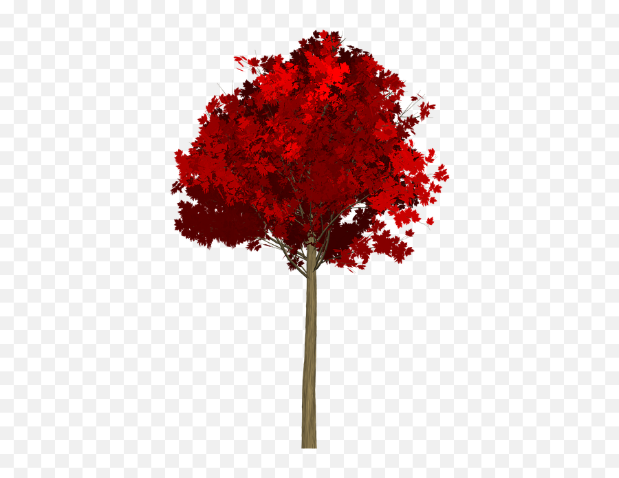 Red Tree Png 2 Image - Tree Png Acer,Red Tree Png