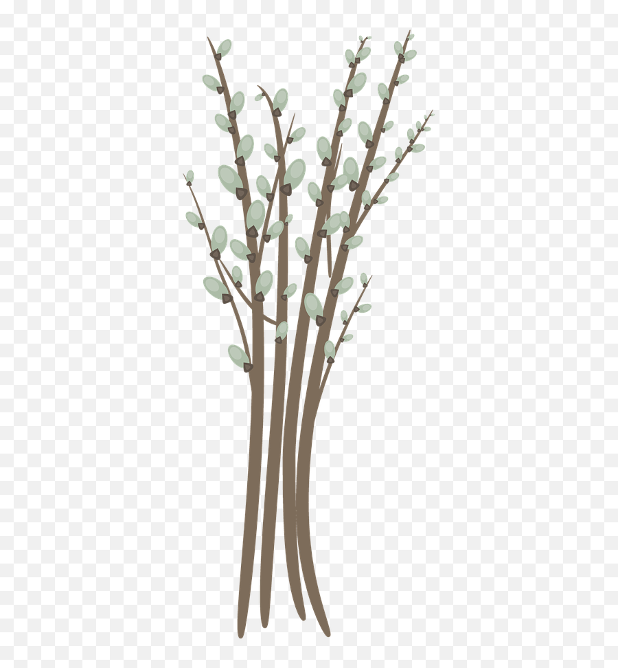 Willow Catkin Branch Twig Bud - Catkins Png,Twigs Png