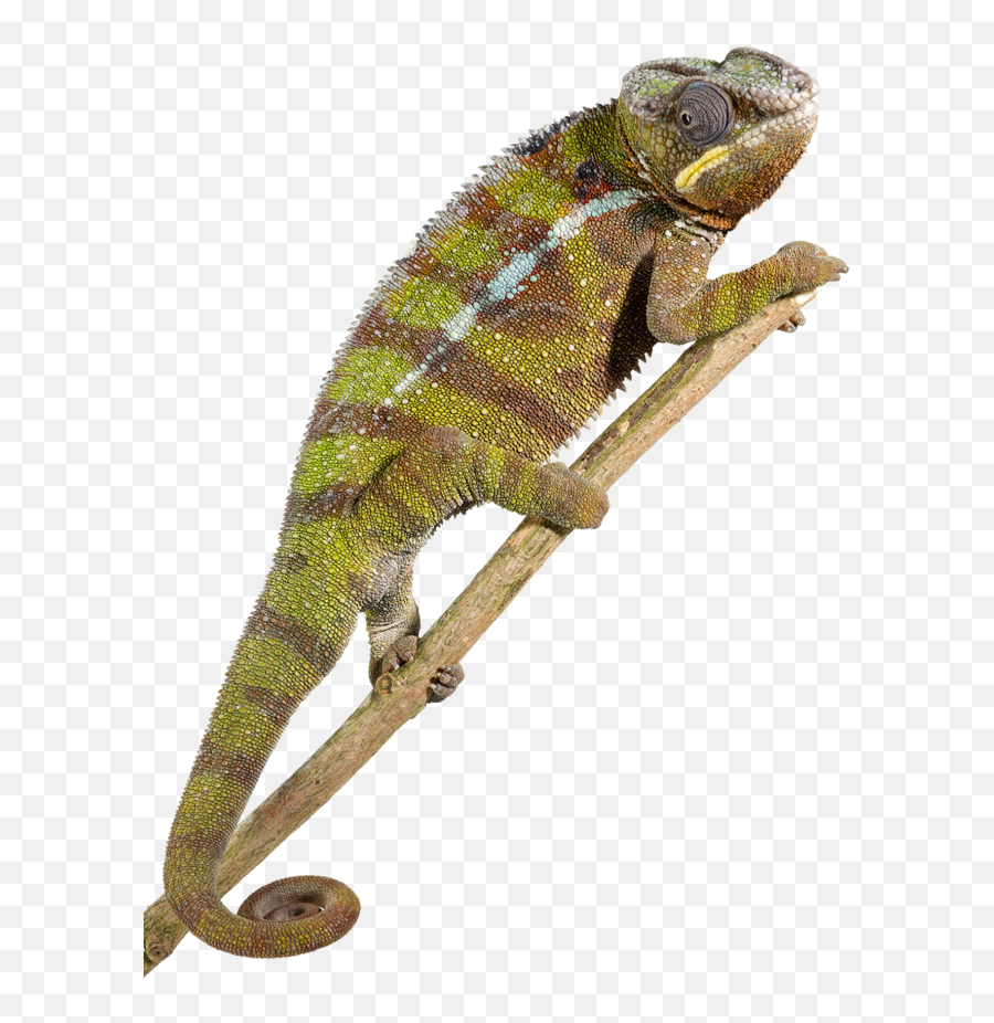 Reptile Png Image - Reptile Png,Reptiles Png
