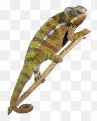 Reptile Png Image - Reptile Png,Reptiles Png
