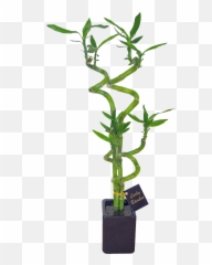 Download Hd Go To Image - Lucky Bamboo Plant Nz Transparent Long Dendrobium Orchid Pot png
