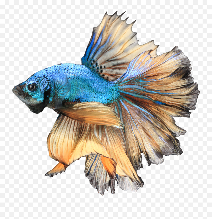 Betta Fish Png U0026 Free Fishpng Transparent Images - Siamese Fighting Fish Png,Koi Fish Png