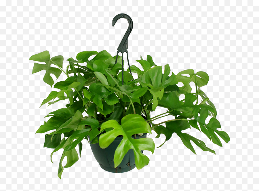 Rhaphidophora Tetrasperma Hanging Basket - Houseplant Png,Hanging Plants Png