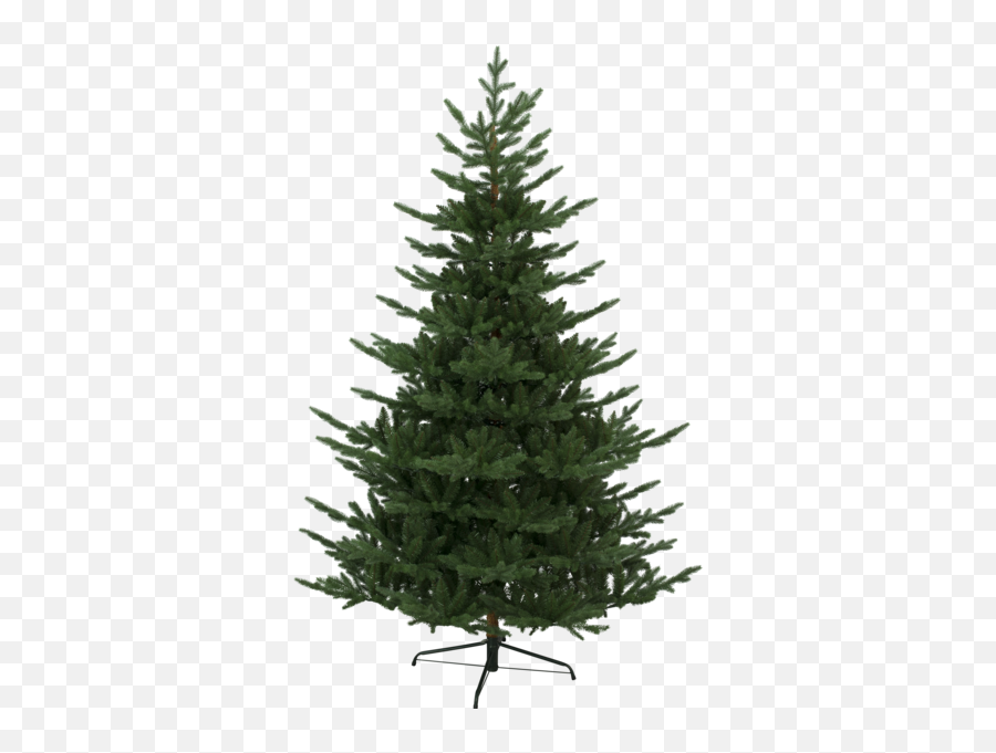 Christmas Tree Branch - Pine Tree On White Transparent Png Julgran Naturligt Utseende,Pine Tree Branch Png