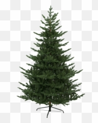 Christmas Tree Branch - Pine On White Transparent Png Julgran Naturligt Utseende