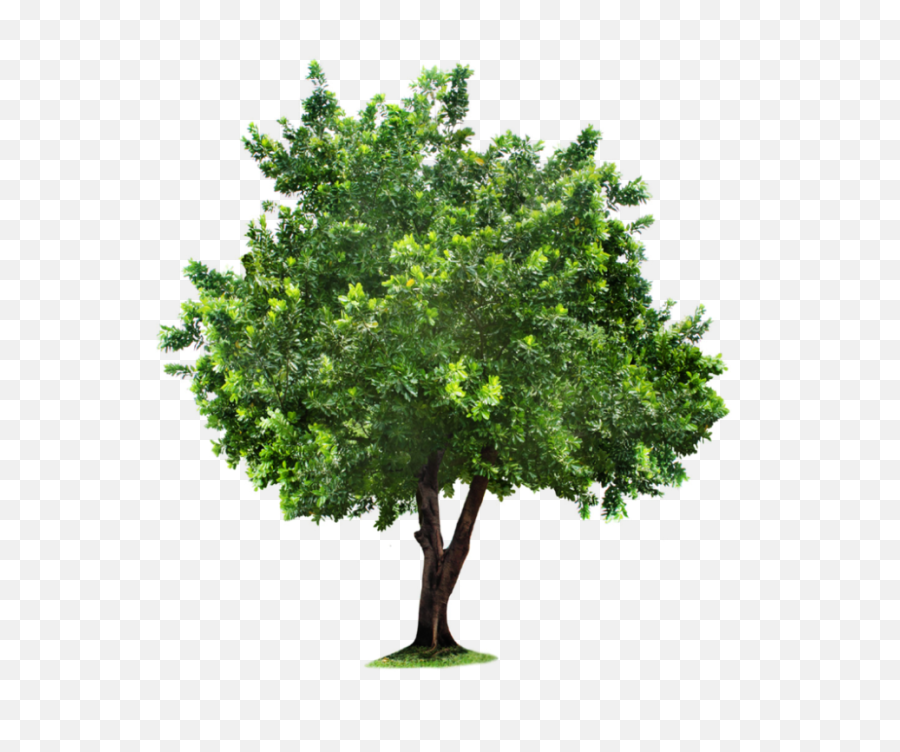 Tree Png Clipart For Designing Projects - Apple Tree Png,Green Tree Png
