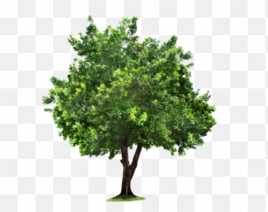 Tree Png Clipart For Designing Projects - Apple