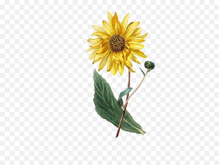 Watercolor Sunflower Png Image - Watercolor Sunflower Png,Sunflower Png