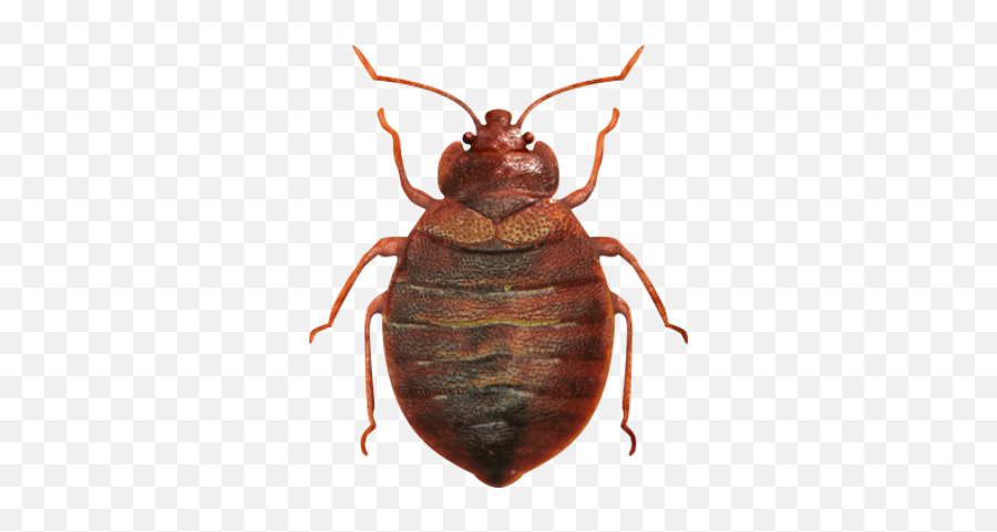 41 Bed Bug Png Images For Free Download - Bed Bugs Images Png,Bug Png
