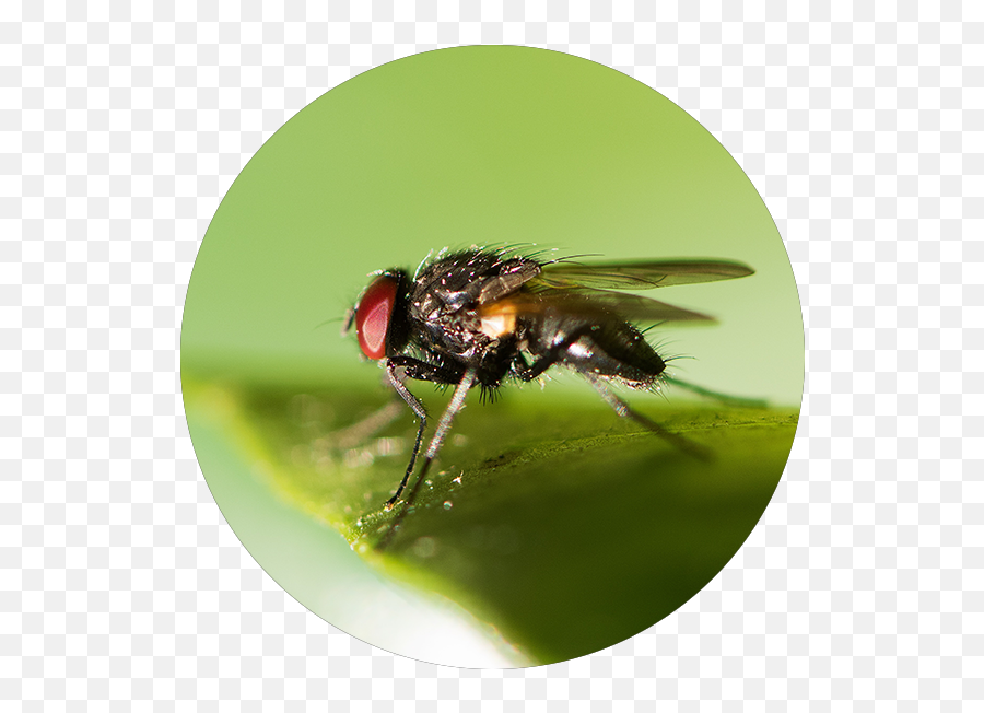 What Pest Is This Boot - Insect Png,Flies Png