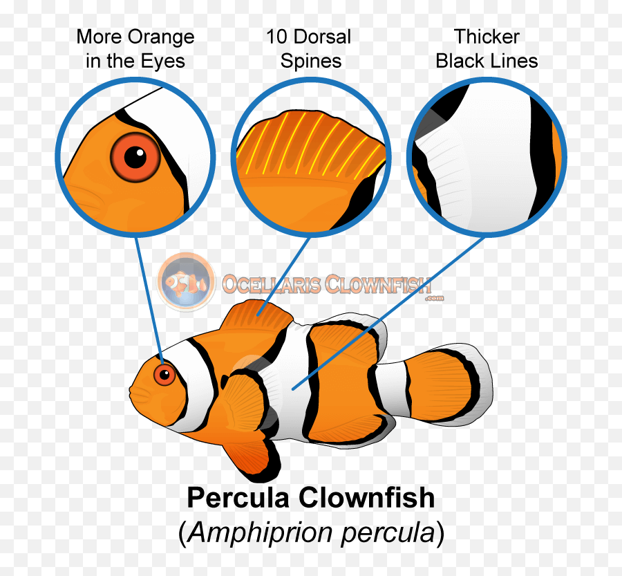 What Is The Difference Between Ocellaris Clownfish And - Ocellaris Clownfish Vs Percula Png,Clownfish Png