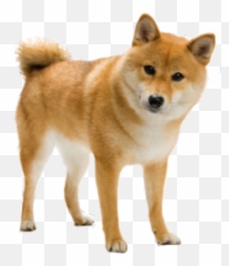 Shiba Inu Invisible Background - Roblox Shiba Inu Transparent Background Png,Shiba Inu Png