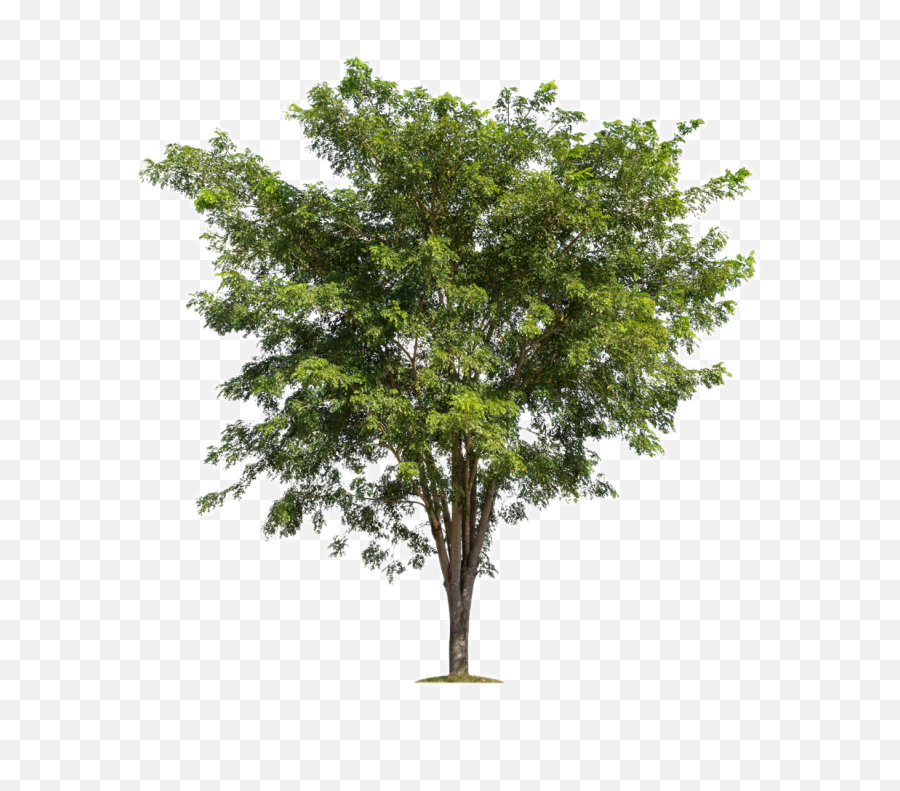 Tree Branch Forest - Transparent Background Png Tree,Forest Tree Png