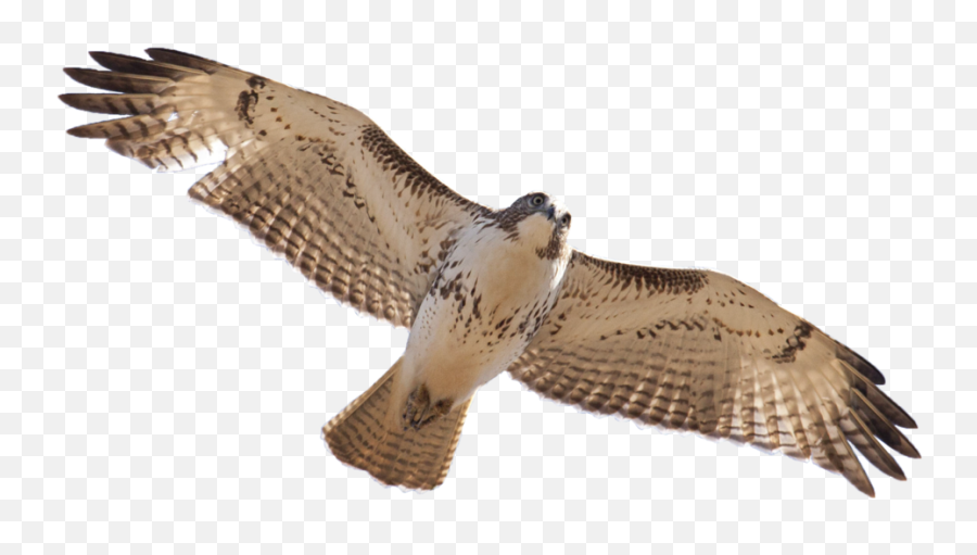 Red Tailed Hawk Png Royalty Free - Red Tail Hawk Png,Hawk Png