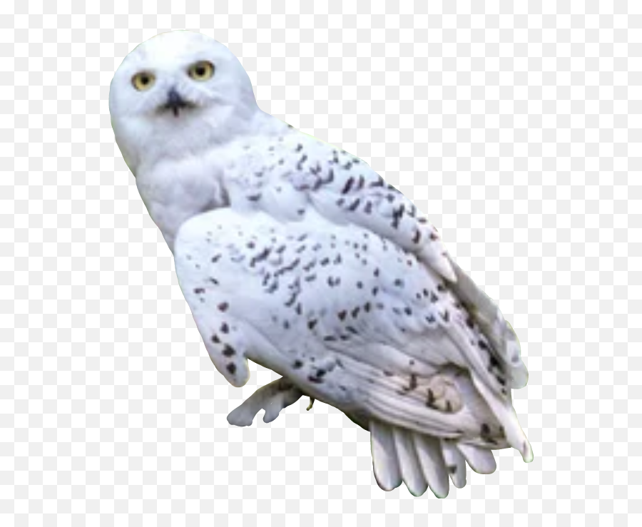 Harrypotter - Harry Potter Owl Png,Hedwig Png