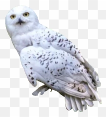Harrypotter - Harry Potter Owl Png,Hedwig Png