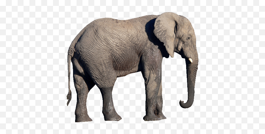 Transparent Elephant Background Png - National Symbols Of India,Elephant Transparent Background
