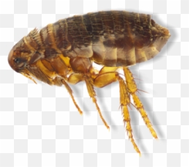 Download We Apply Flea And Tick Control 3 Times Per Year - Dog Flea Png,Flea Png
