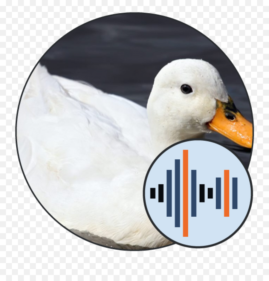 Ducks Ringtones Soundboard 101 - Sound Png,Teamspeak Icon Goose