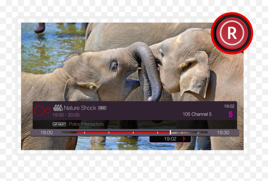 Virgin Media - Watching Cross Stitch Elephants Srilanka Png,Tivo Icon For Harmony