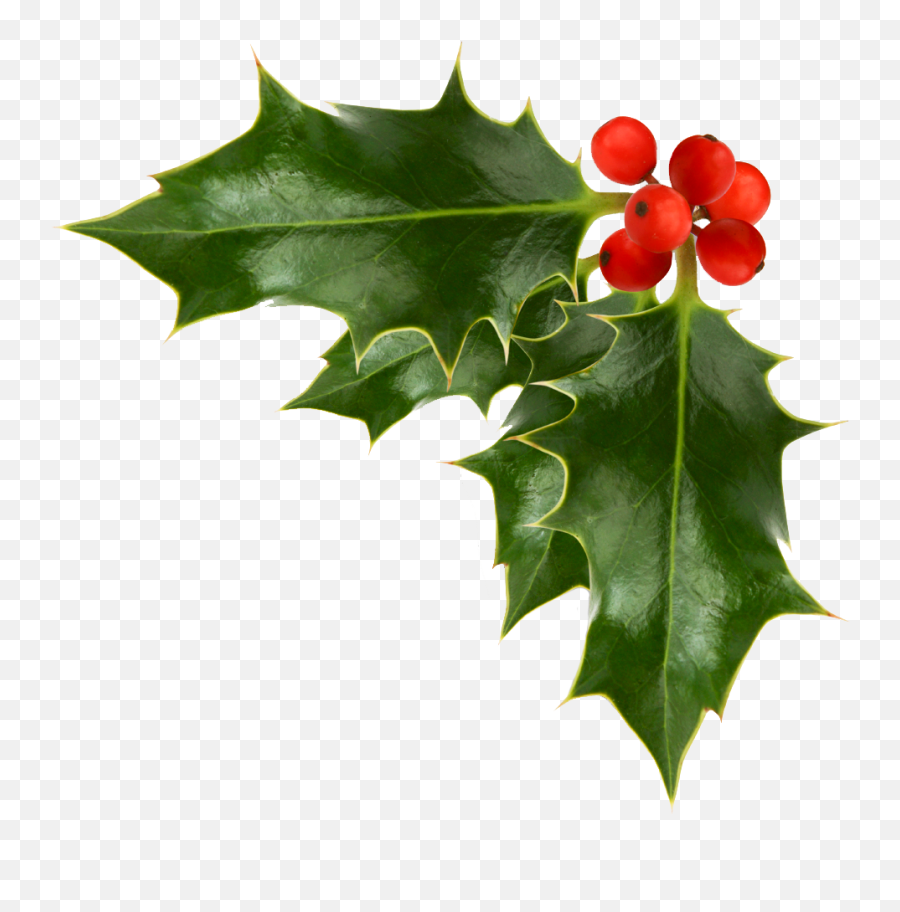 Transparent Holly And Ivy - Christmas Holly Png,Ivy Png