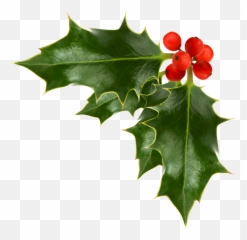 Transparent Holly And Ivy - Christmas Holly Png,Ivy Png