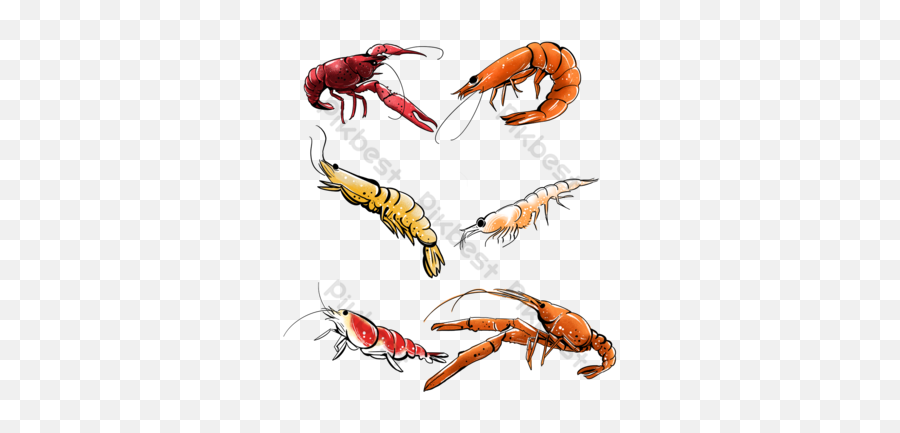 310000 Shrimp Vector Images Stock Design - Shrimp Drawing Png,Prawn Icon