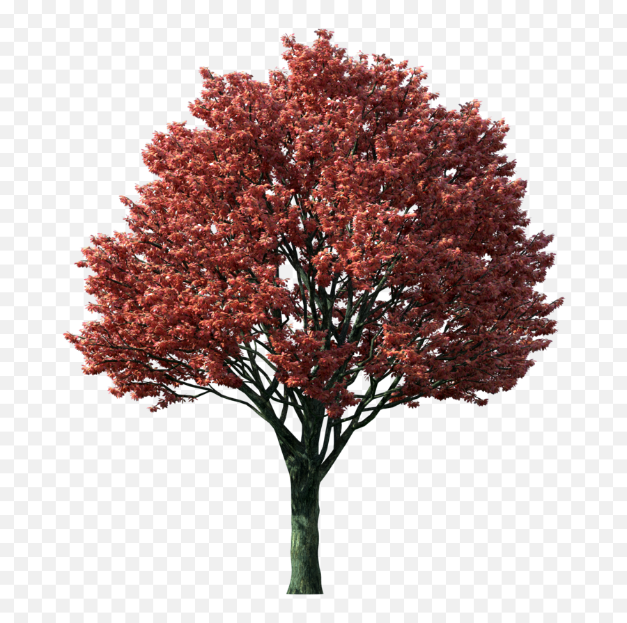 Fall Trees Png 2 Image - Transparent Background Maple Tree Png,Fall Trees Png