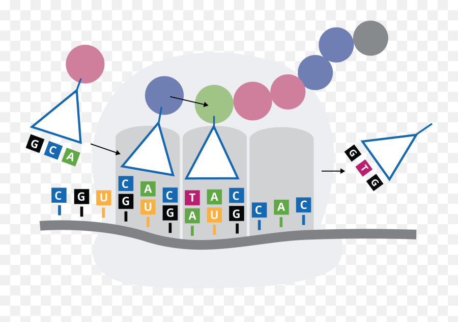 Genewiz From Azenta Codon Optimization - Does Codon Look Like Png,Icon Variant Construct