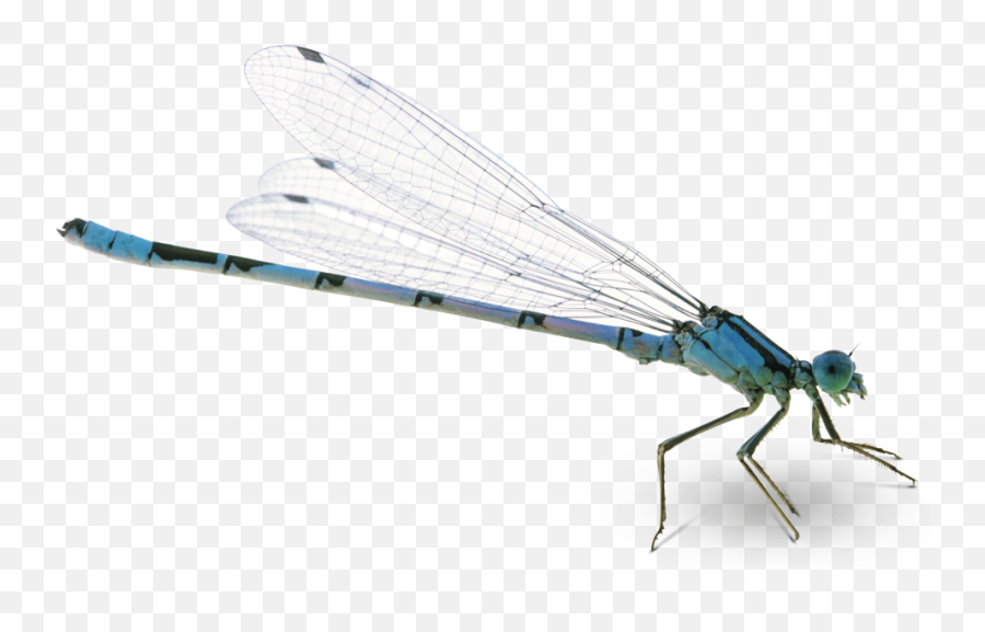 Dragonfly Png Pic - Dragon Fly Png Transparent,Dragonfly Png