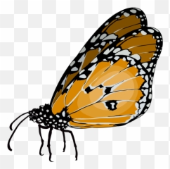 Archivomariposa - Tigrepng Canariwiki Plain Tiger,Mariposa Png
