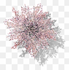 Cherry Tree Computer File In Clipart - Top Png