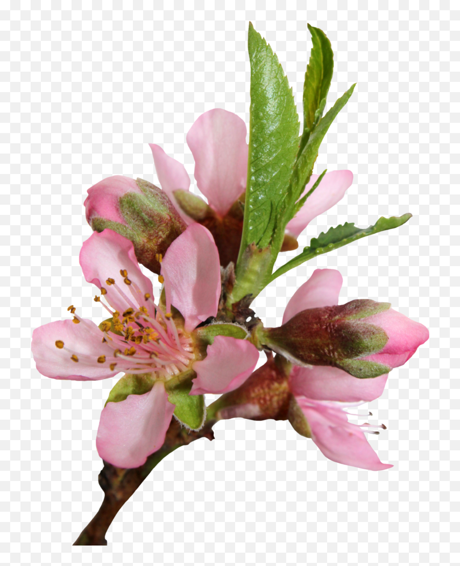 Peach Blossom Png 1 Image - Transparent Background Peach Blossom Png,Blossom Png