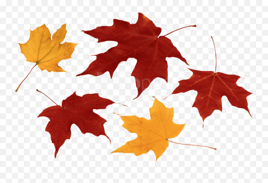 Free Png Download Autumn Leaf Clipart Photo - Fall Autumn Leaves Png,Fall Leaves Clipart Png