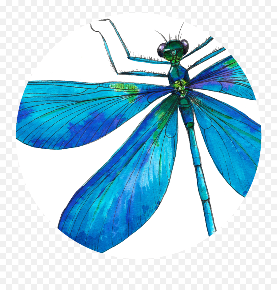 Design By Delphine Jones Png Insects