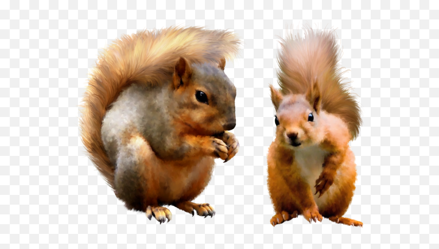 Squirrel - Png Transparent Images Squirrel,Squirrel Transparent Background