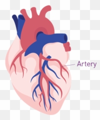 Risk Of Second Heart Attack Brilinta Ticagrelor Tablets - Illustration Png,Bloody Heart Png