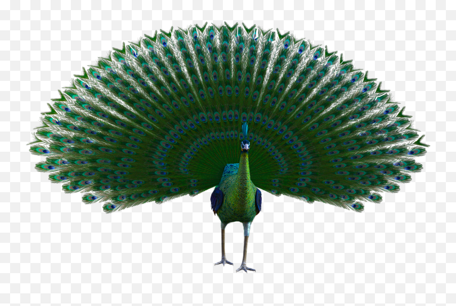 Peacock Feathers Vibrant - Free Image On Pixabay Hand Fan Png,Peacock Feathers Png