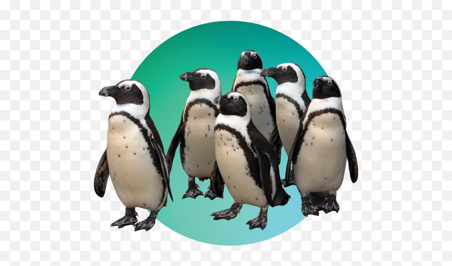 Download - Penguinspngtransparentimagestransparent Maryland Zoo In Baltimore Baltimore Png,Penguin Transparent Background