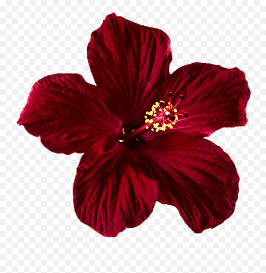 Hibiscus Clipart Png Tumblr - Dark Red Hibiscus Flower,Hibiscus Flower Png