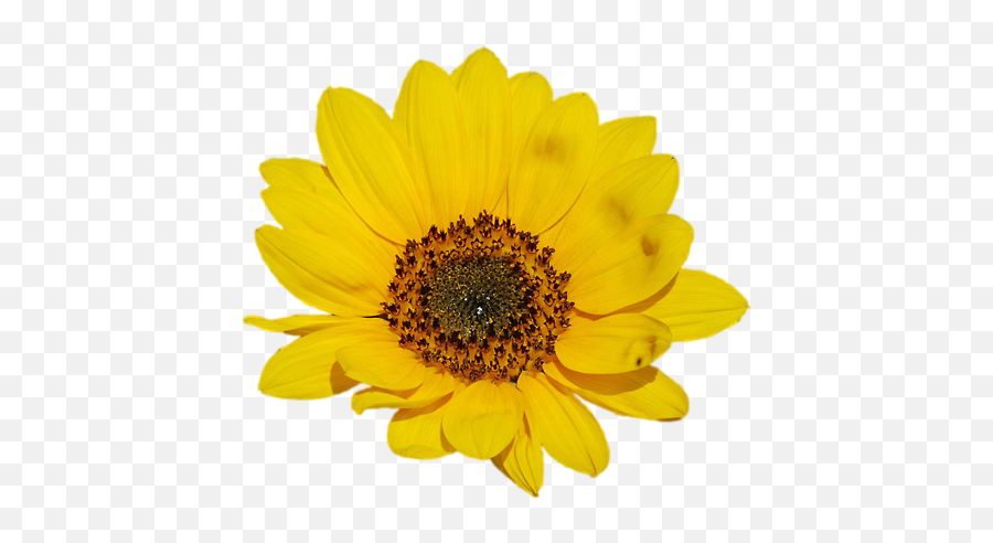 Download Go To Image Png Sunflower