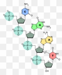 Dna Strand - Hydroxyl Group In Dna Png,Dna Strand Png