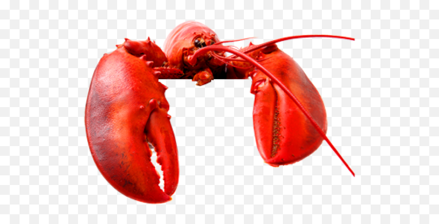 Lobster Png Free Download 36 - Lobsters Png,Lobster Png