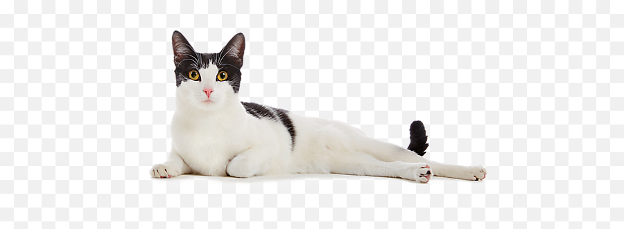 Cat Boarding School For Talented Cats - Cat Png,White Cat Png