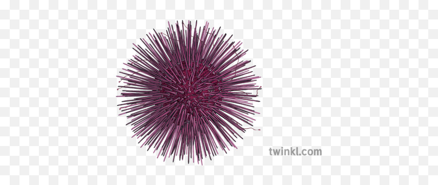 Sea Urchin Animals Ocean Ks2 - Sea Urchin Png,Sea Urchin Png