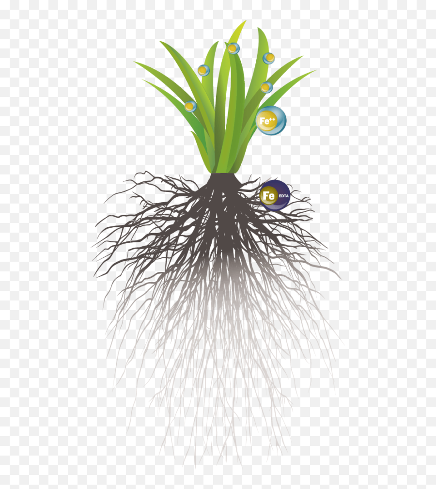 Download Liquid Soil Vs Foliar Illustration - Soil Fresh Png,Soil Png