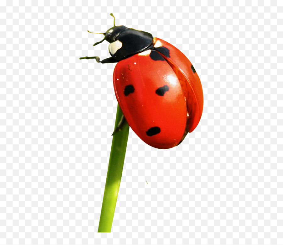 Ladybug Png Transparent Image - Ladybug Transparent,Transparent Ladybug