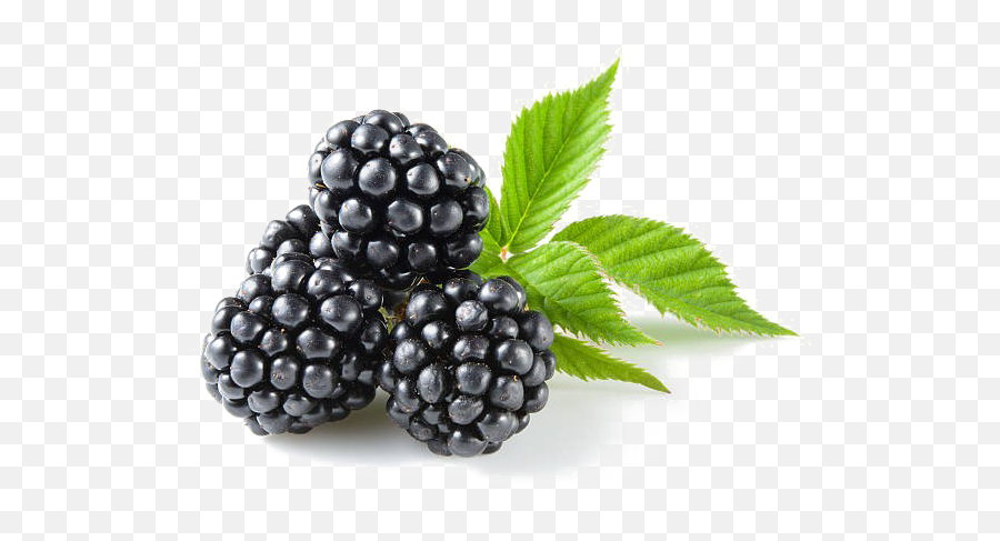 Blackberry Fruit Png Transparent Image - All Fruits Ending With Berry,Blackberries Png