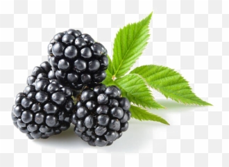 Blackberry Fruit Png Transparent Image - All Fruits Ending With Berry,Blackberries Png