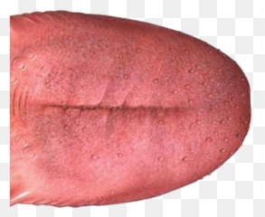 Tongue Png